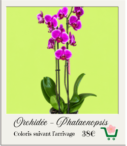 plantes