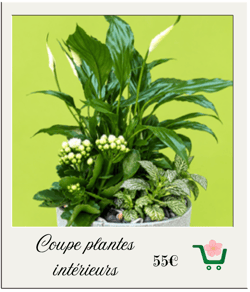 plantes